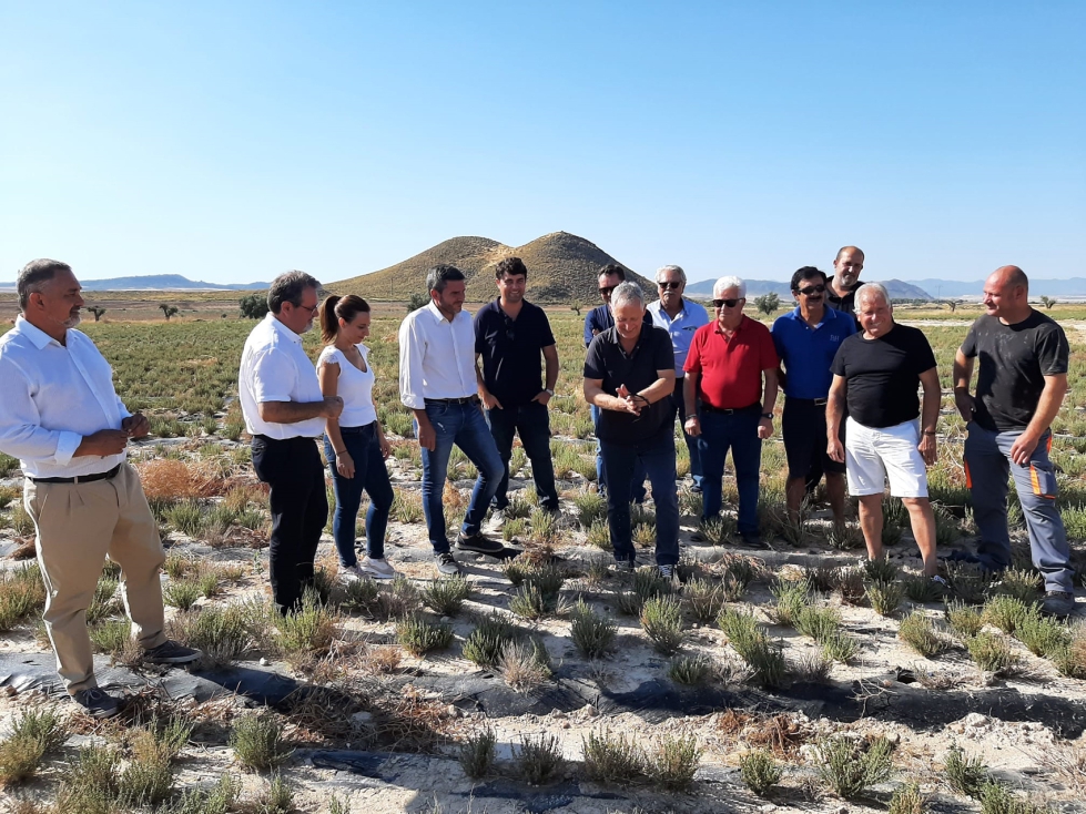 El consejero Antonio Luengo durante la visita a un cultivo de plantas aromticas en Lorca