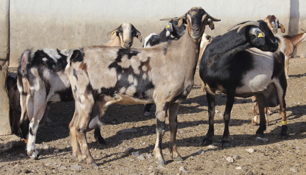 Ganado caprino de raza Majorera