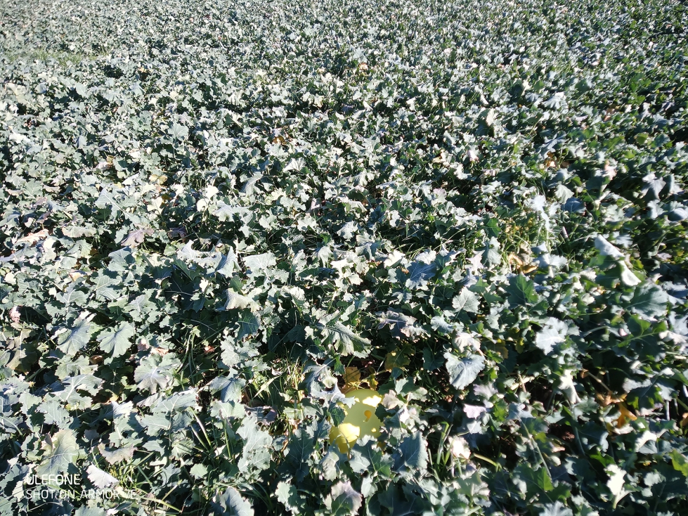 Figura 4. Campo de colza sembrada a 75 cm en un campo muy f�rtil