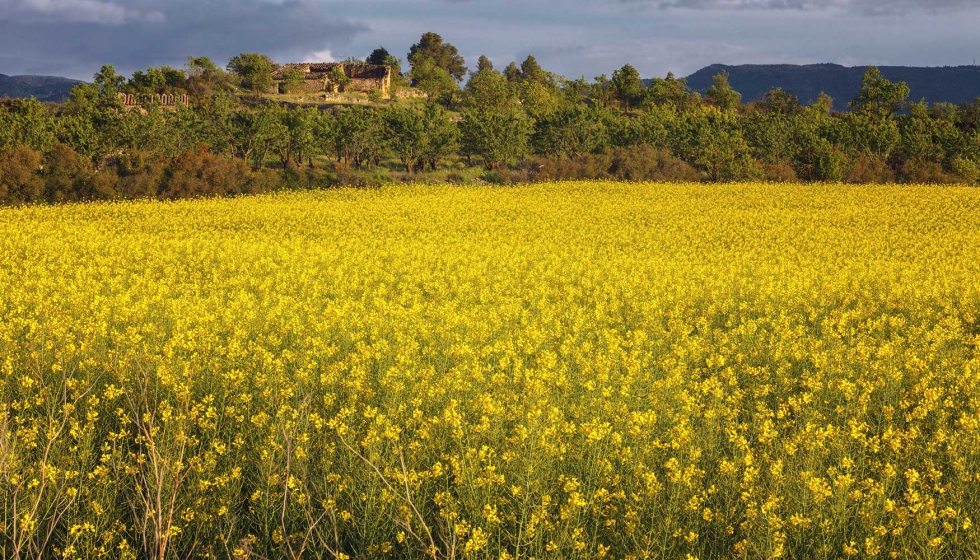 Campo de colza en la provincia de Tarragona