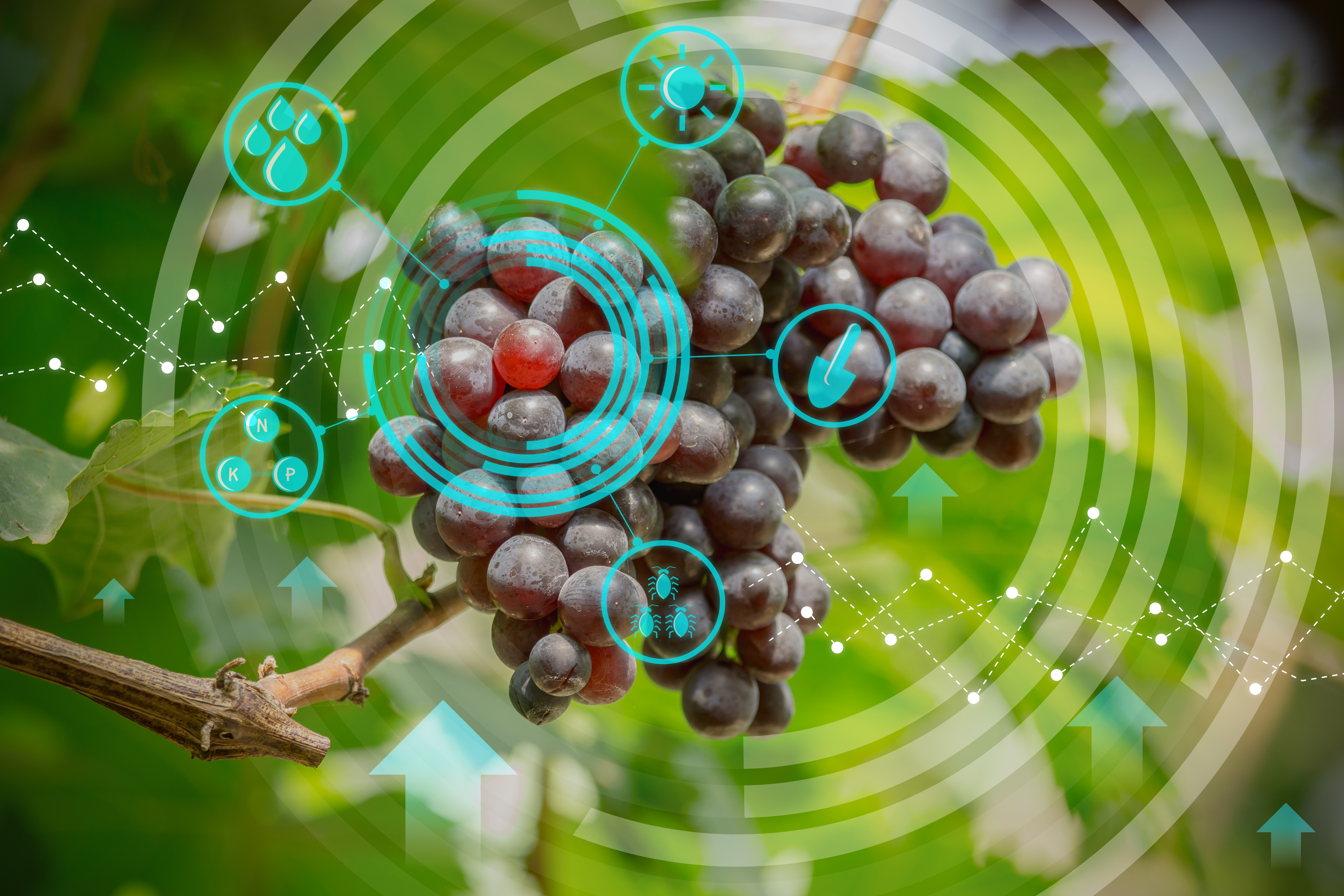 La digitalizaci�n del vi�edo y las bodegas es una de las estrategias propuestas por la OIVE para acelerar la modernizaci�n del sector vitivin�cola...
