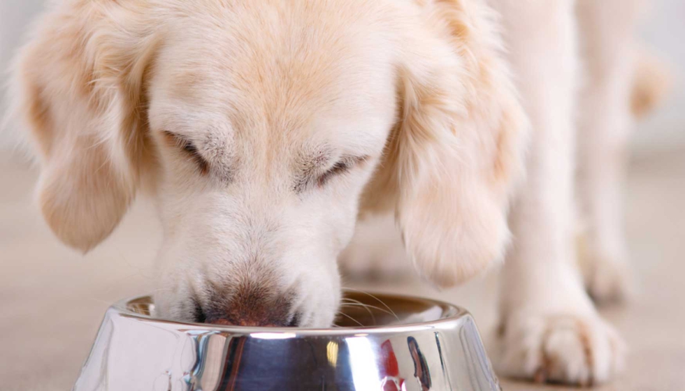La alimentación y la salud de los perros - Mascotas