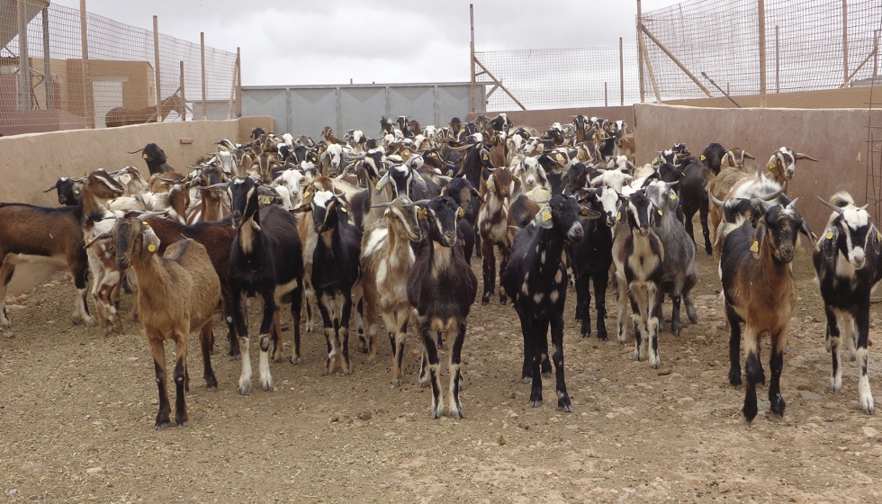 Rebaño de animales de raza Majorera en una explotación de Fuerteventura Rebaño de animales de raza Majorera en una explotación de Fuerteventura