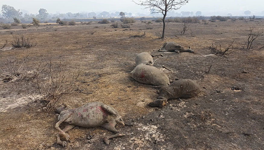 Ovejas muertas en el incendio de la Sierra de la Culebra (Zamora) durante el pasado mes de junio