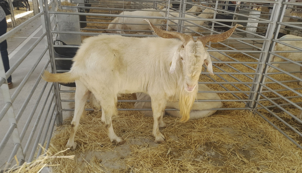 Ejemplar de la raza caprina Blanca Andaluza en la exposicin de ganado de Expohuelma