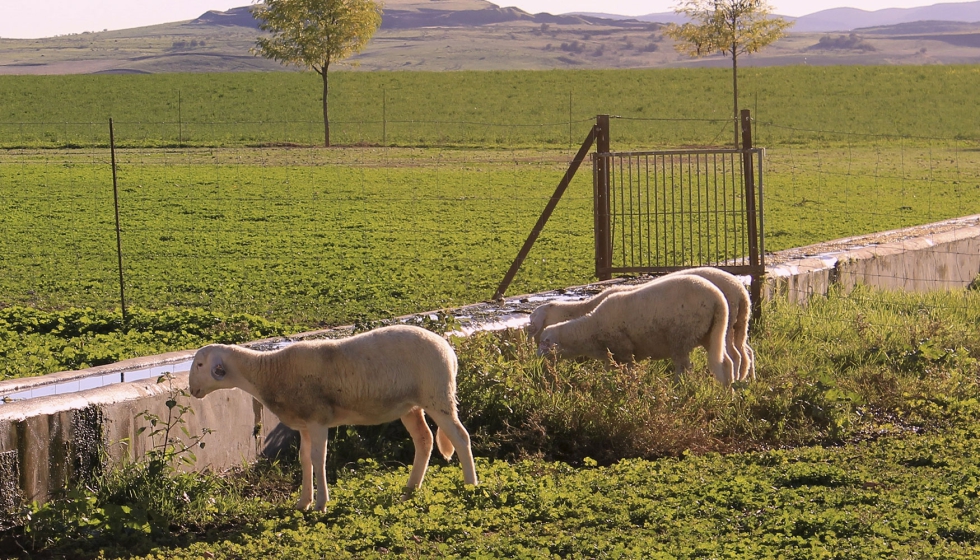 Ejemplares de la raza ovina Manchega