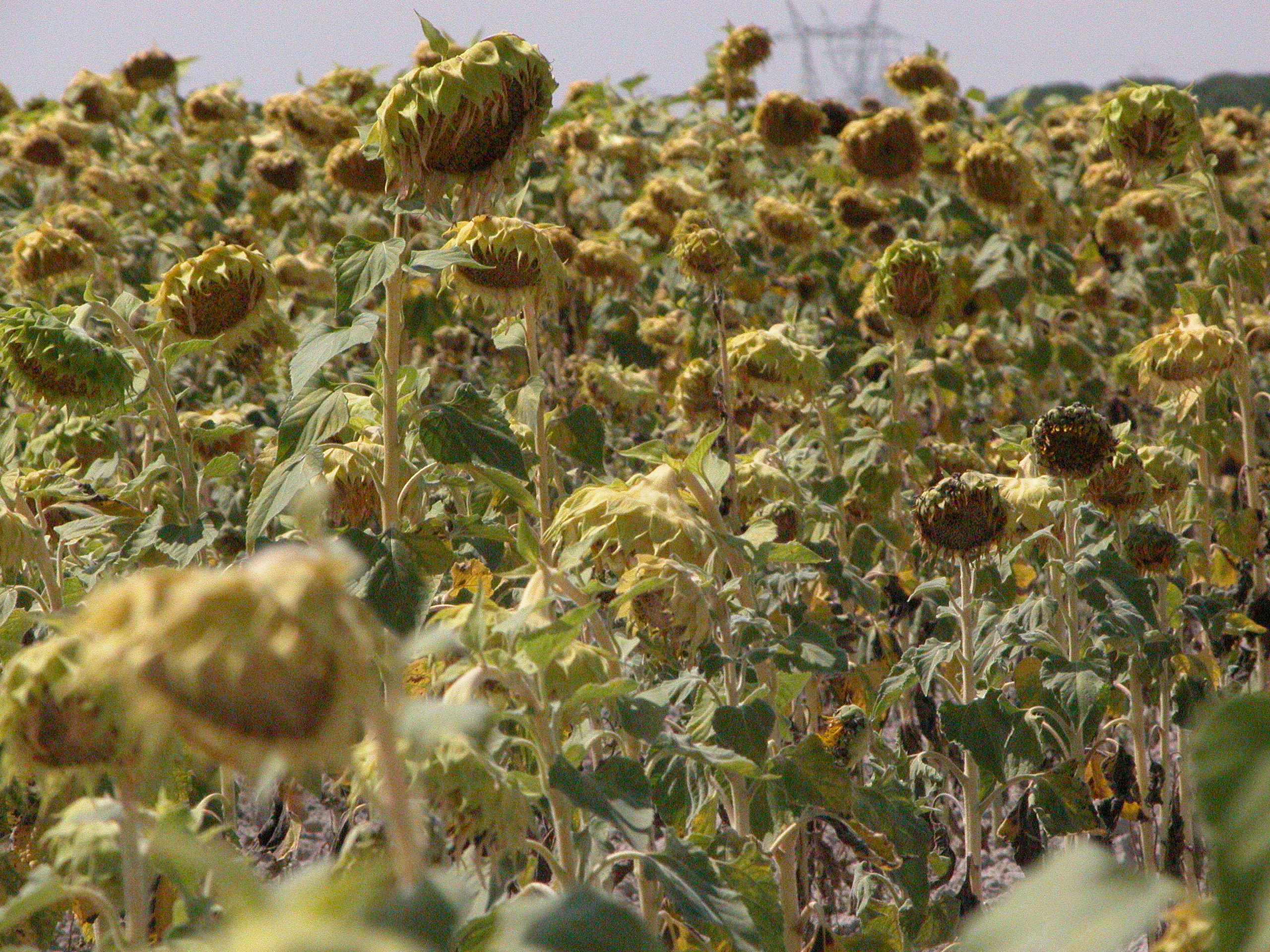 Comienza la campaña de girasol en Castilla y León, con rendimientos bajos y  precios récord - Grandes cultivos