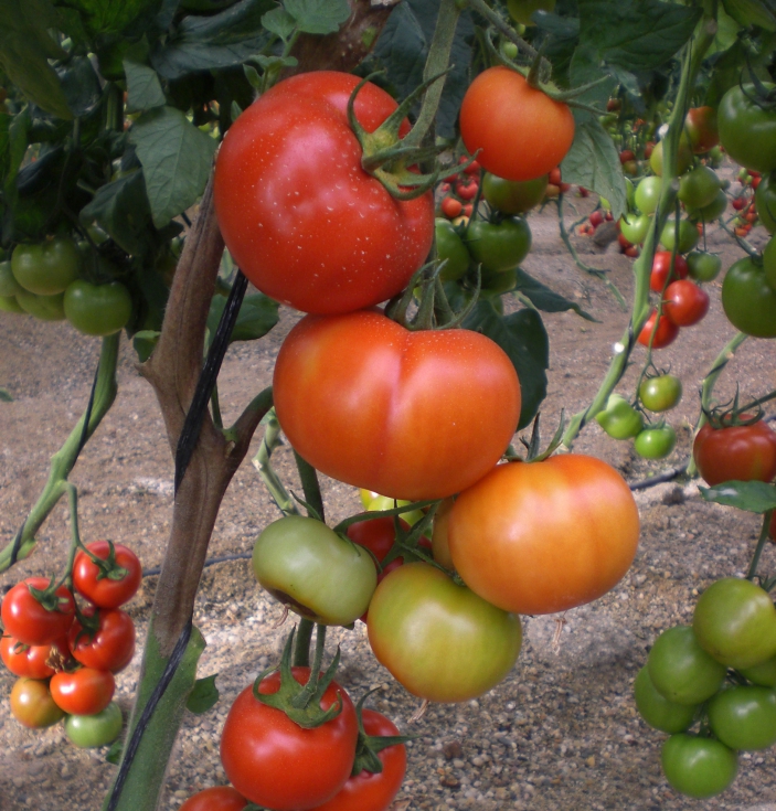 Cultivo de tomate Cultivo de tomate