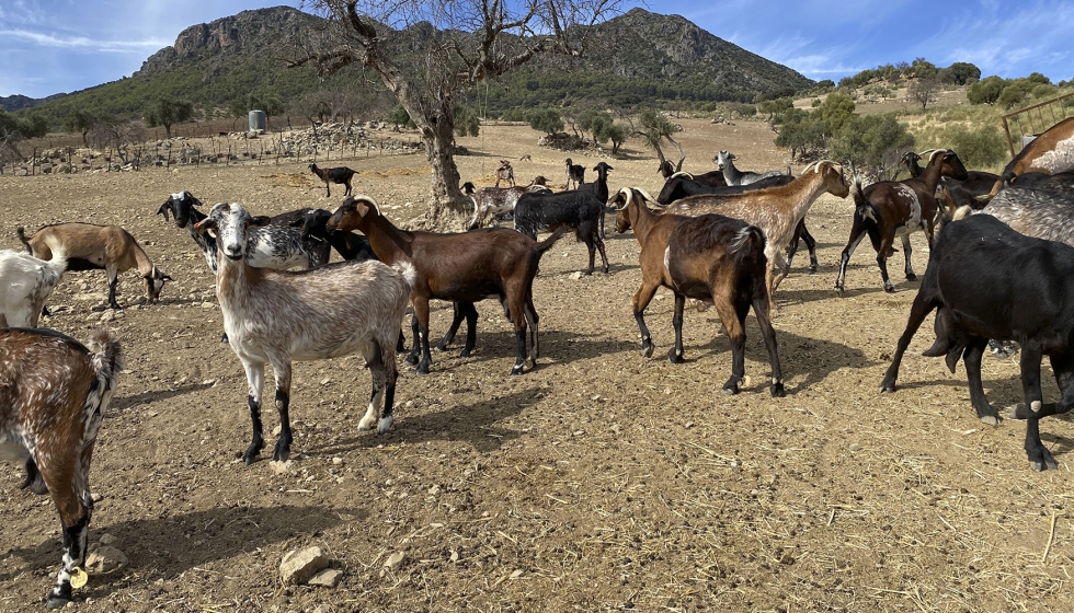 Cabras de raza Payoya en una explotacin