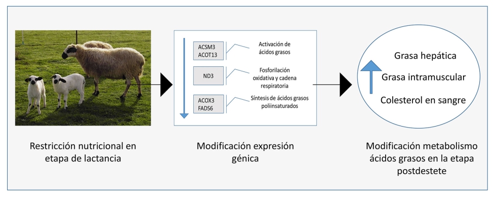 Figura 1. Programaci�n metab�lica causada por una restricci�n nutricional en las primeras etapas de vida en corderos
