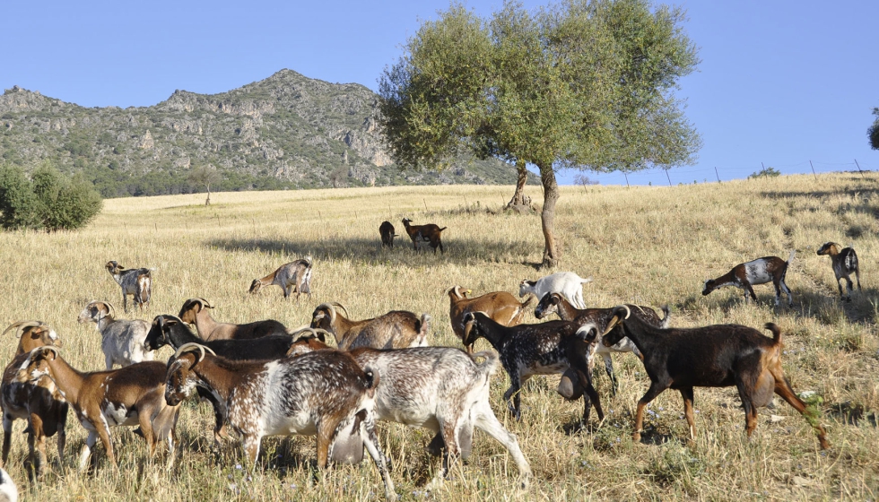 Reba�o de la raza caprina Payoya
