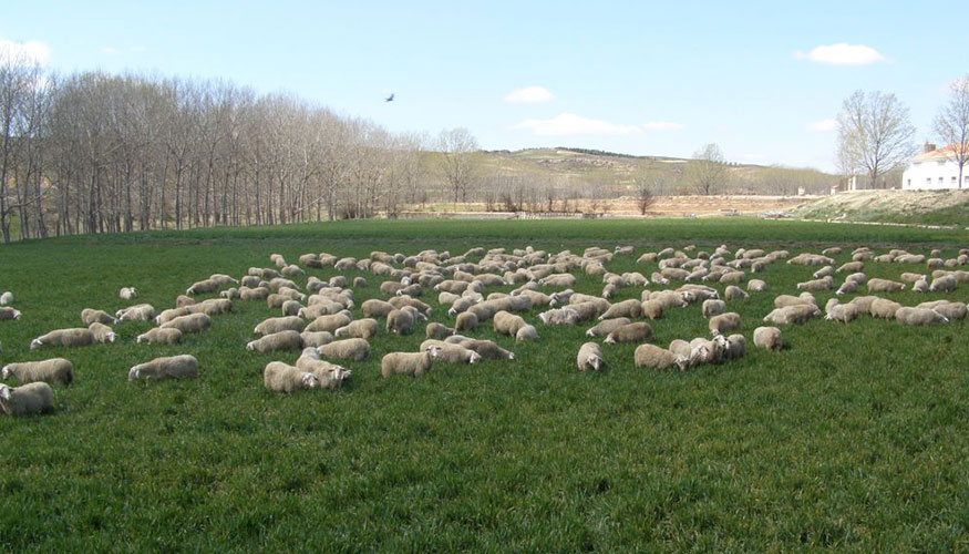 Rebao ovino extensivo en la provincia de Teruel