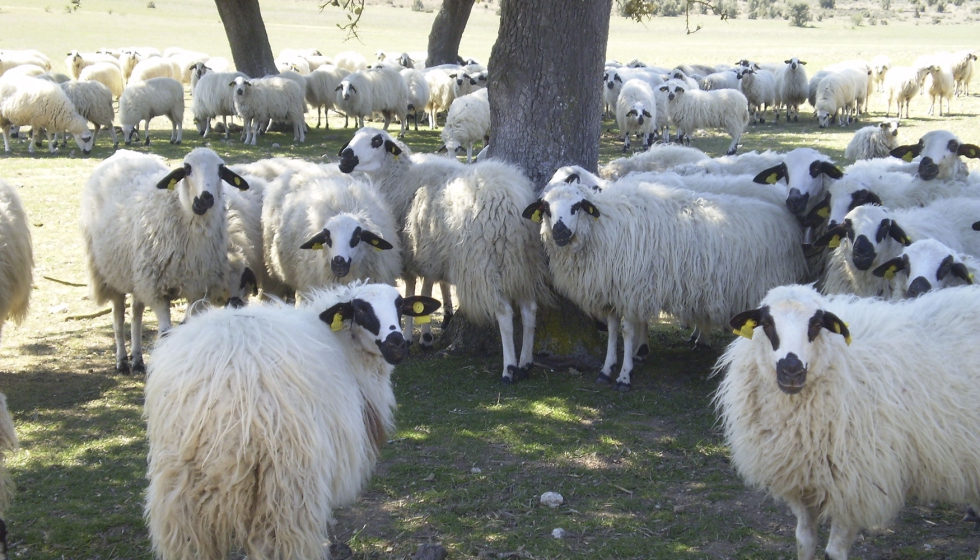 Rebao de la raza ovina Churra