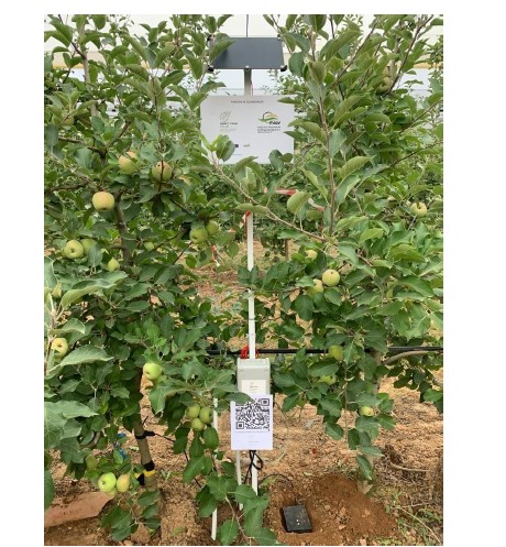 Demonstrador SOFIS instalado em Pomar na regi�o de Alcoba�a e, no �mbito da parceria de colabora��o estabelecida com o INIAV...