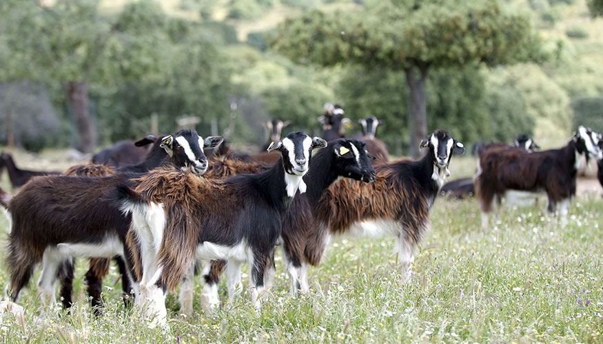 Ejemplares de la raza caprina del Guadarrama