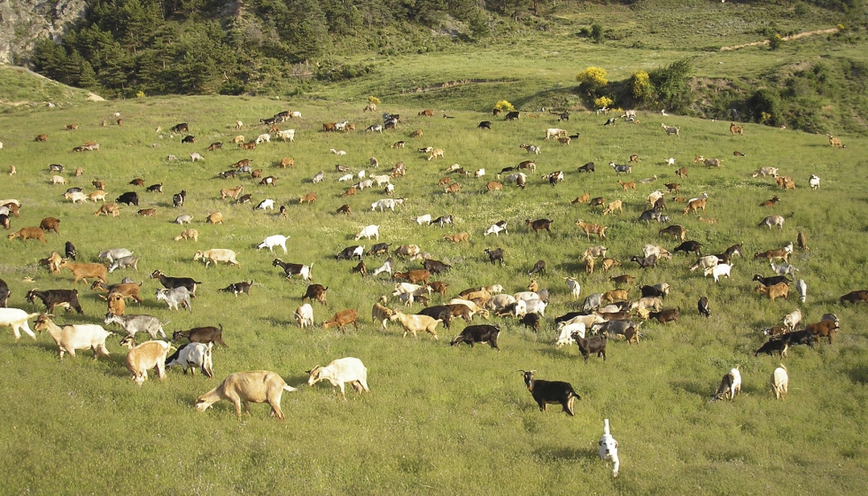 Rebao de ganado caprino en una zona de montaa
