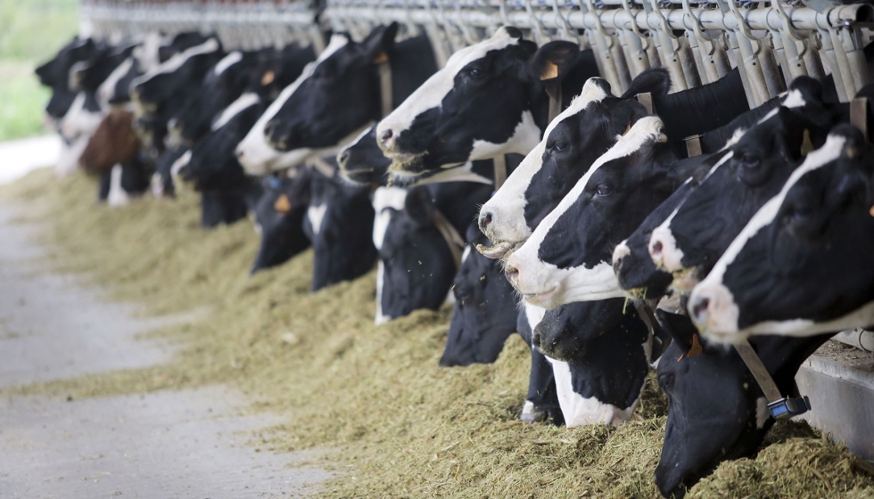 Vacas de aptitud lechera en una explotacin ganadera