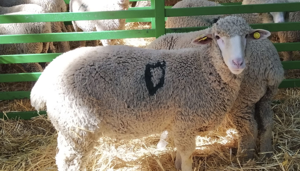 Ganado ovino en la pasada Feria de Primavera de Zafra (Badajoz)