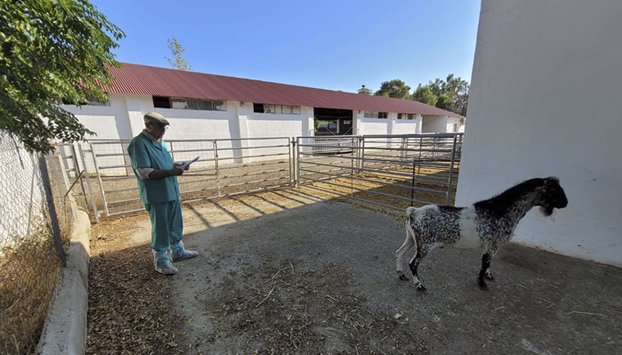 Manuel Snchez realiza una calificacin morfolgica a un ejemplar de la raza caprina Florida en las instalaciones del Ifapa...