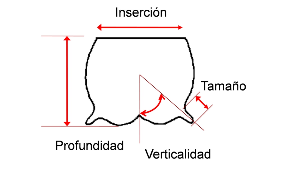 Figura 1. Medida de los caracteres de morfolog�a mamaria (Original L.F. de la Fuente)