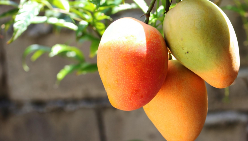 The mango harvest in Malaga is abundant and of high quality, but with smaller quantities due to the heat