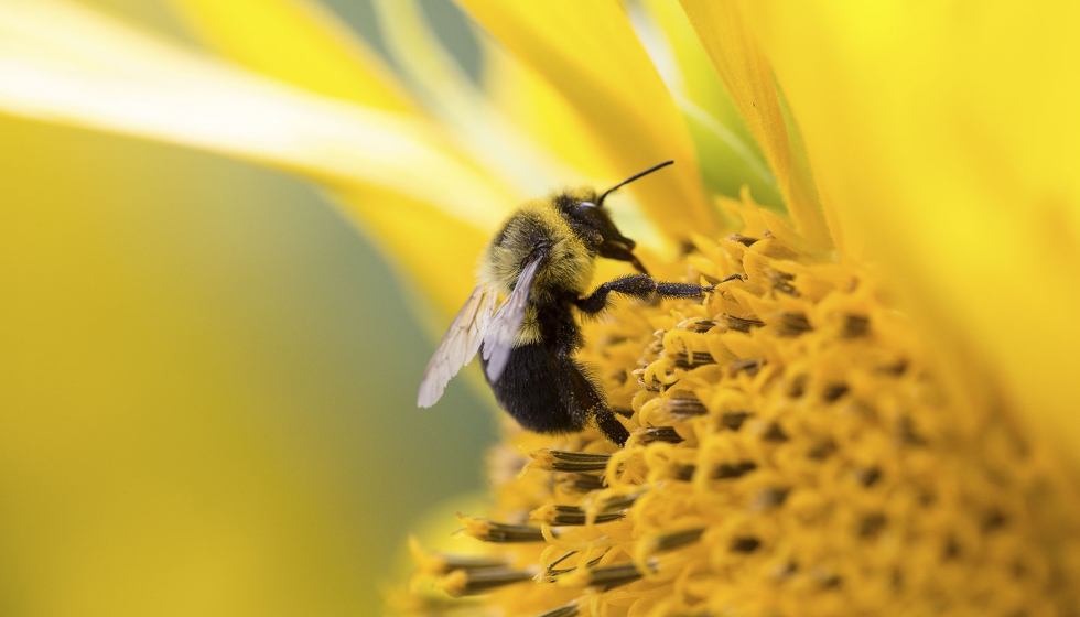 Abeja en una colmena