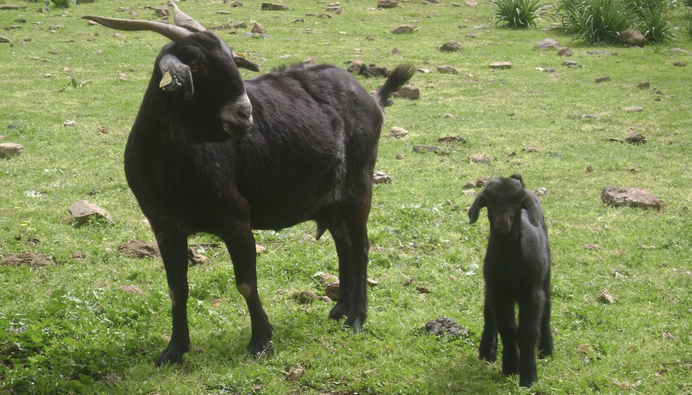 Cabra de raza Negra Serrana con su cra