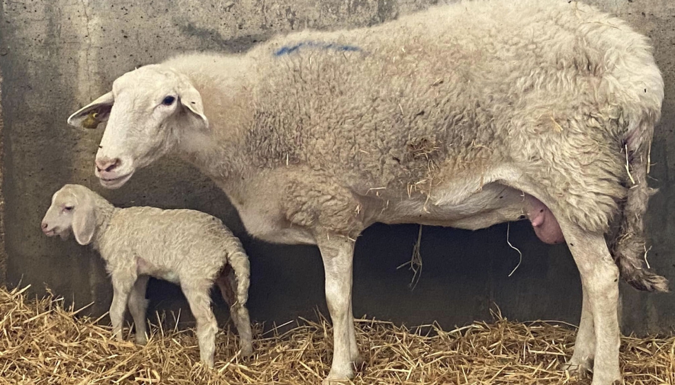 Corderos nacidos en Ovig�n a partir de embriones producidos �in vitro� junto con las madres gestantes