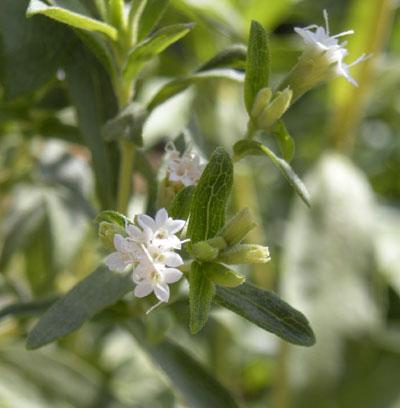 Las hojas de Stevia endulzan natillas y postres