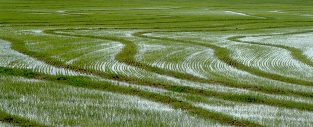 En Espaa se produce al ao 720.000 toneladas de arroz. Foto: Paulo Fessel