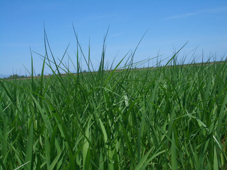El Delta de l'Ebre, en Tarragona, una de las tres zonas que ms arroz cultivan a nivel nacional
