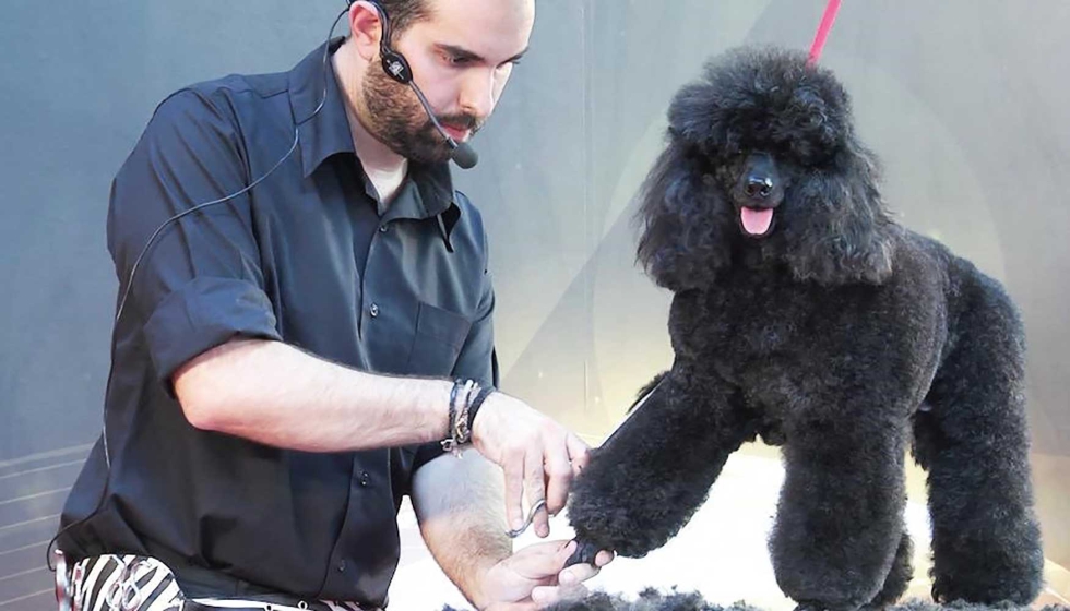 La manera de trabajar que requieren los caniches los convierten en las medallas de oro de los peluqueros