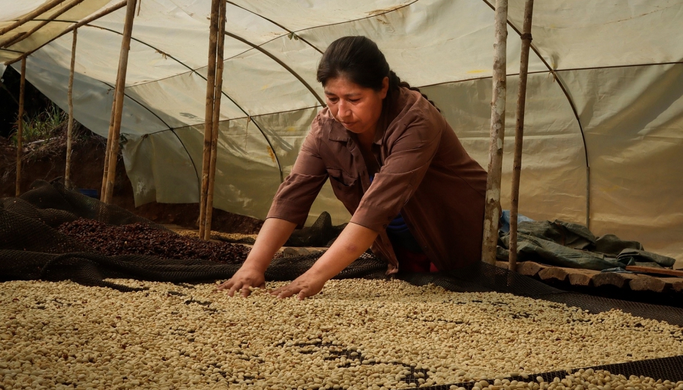 El caf lidera el crecimiento de los productos certificados por Fairtrade gracias a la recuperacin del sector Horeca tras la...