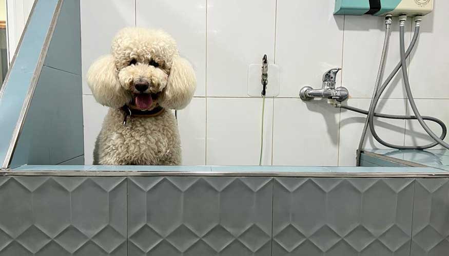Bañeras para perros - Productos de peluquería canina