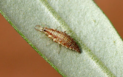 Larva de Chrysoperla carnea, de utilidad en el control biolgico del olivar