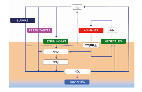 Figura 1: Ciclo del nitrógeno en la Naturaleza, con indicación de los tipos de sustancias más importantes que participan...