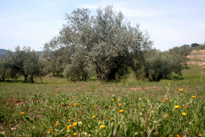 Olivar plant cover in the province of Granada
