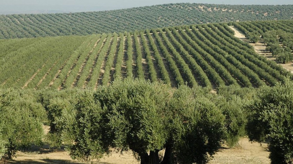 El olivar en seto ocupa cerca de 400.000 hectreas del total de 11,6 millones de hectreas de olivo que cubren el planeta...