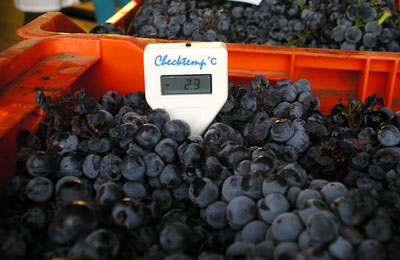La uva pasa 24 horas a bajas temperaturas dentro de una cmara frigorfica