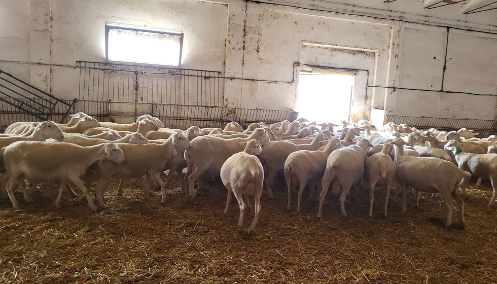 Rebaño de ovejas de la finca El Chantre de la Diputación de Teruel Rebaño de ovejas de la finca El Chantre de la Diputación de Teruel