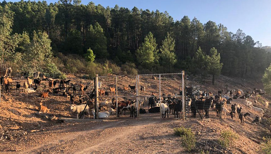 Nuevo rebaño de cabras en la localidad cacereña de Alía Nuevo rebaño de cabras en la localidad cacereña de Alía