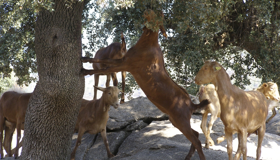 Cabras de raza Malaguea en el exterior de una explotacin