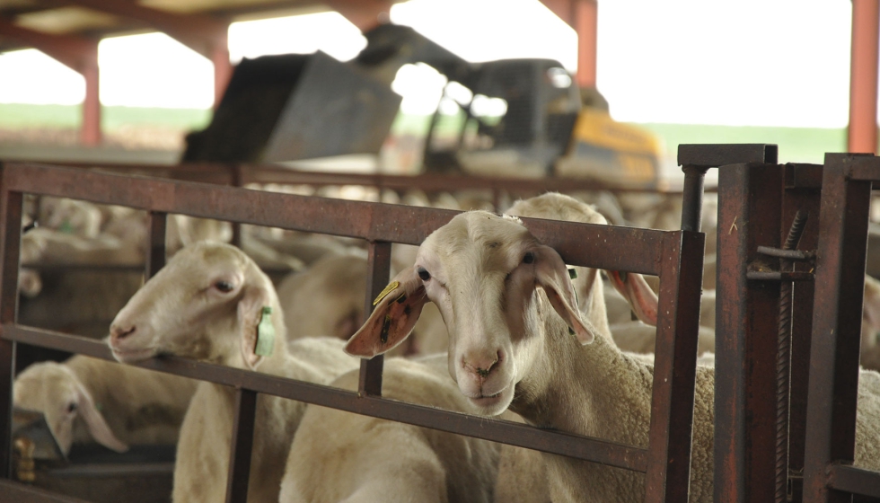Ovejas de raza Assaf en el interior de una explotacin intensiva de ovino lechero