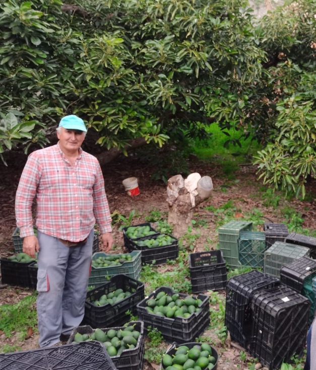 Francisco Jos Gallego, agricultor de la Axarqua de Mlaga, recolectando la variedad de aguacate Hass en su finca de aguacates y mangos...