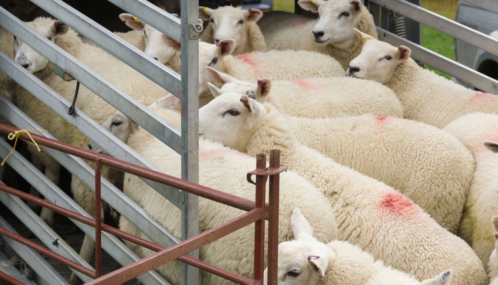Transporte de ganado ovino