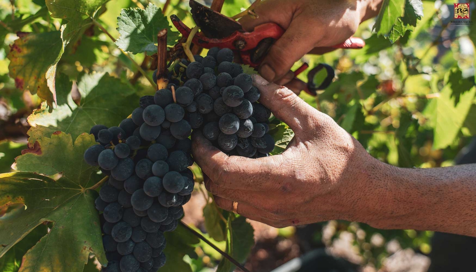 La DO Ribeira Sacra cumple las expectativas con 6.047.400 kilos recogidos