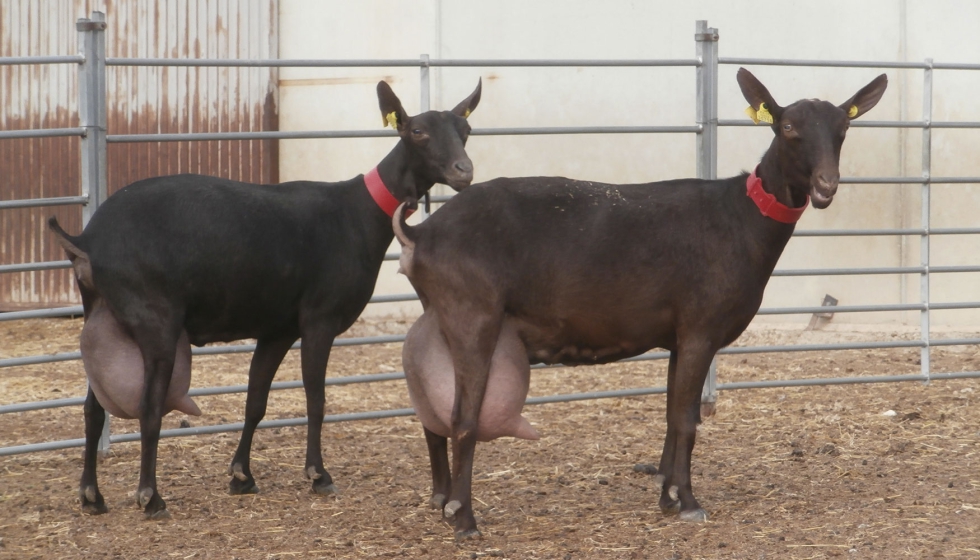 Cabras de raza Murciano-Granadina