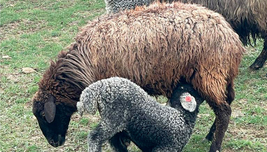 Una oveja de raza Karakul con su cra