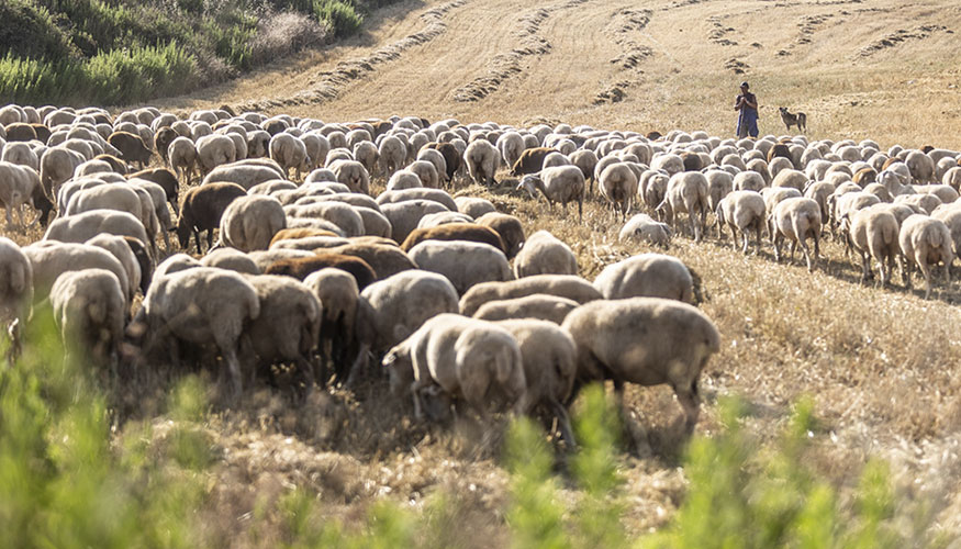 Pastoreo de un rebao de ovejas en La Rioja