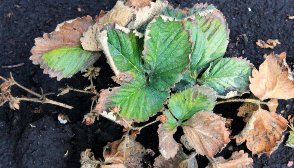 Planta con Fusarium oxysporum